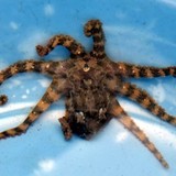 ＜殺人ダコ＞危ない！　ただいま日本海、北上中