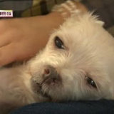 強制交配・出産ループの末、食用犬として出荷……韓国「子犬製造工場」の実態に怒りの声