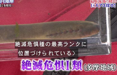 TOKIO・山口達也『鉄腕！DASH！！』で絶滅危惧種をまた発見：コメント1