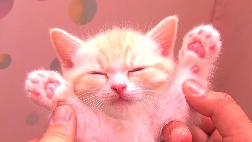 可愛い猫が集まってくるスレ(=ﾟωﾟ)ﾉ：コメント1