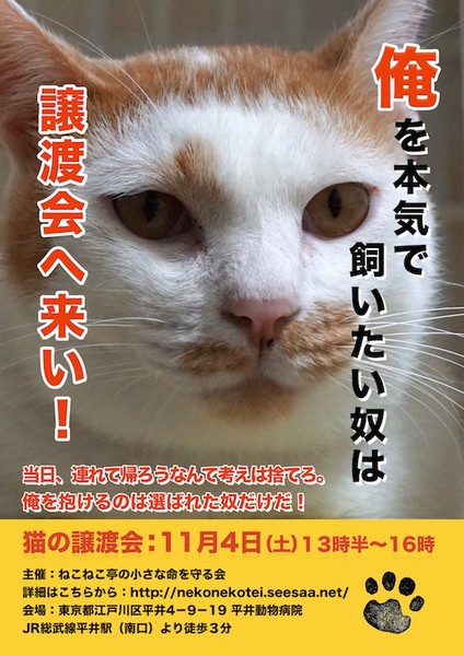 可愛い猫が集まってくるスレ(=ﾟωﾟ)ﾉ：コメント20