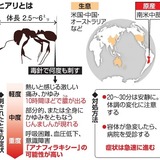 強毒「ヒアリ」１００匹発見　神戸、路面の亀裂部分に