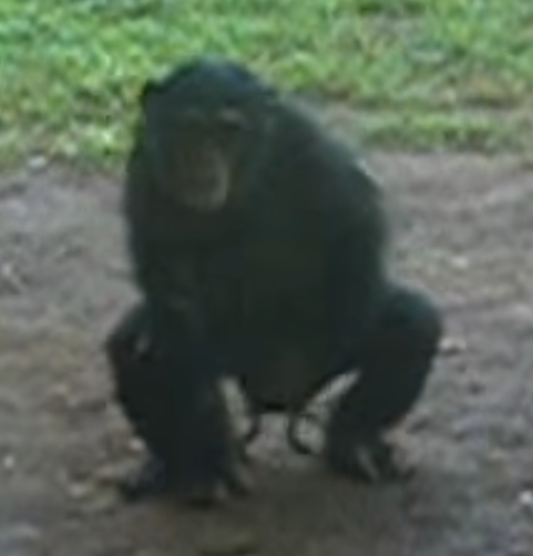 チンパンジーがカエルの口を使いイマ●チオすることが発覚し衝撃：コメント14