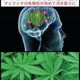 大麻草(マリファナ)はやはり危険だった - 筑波大が大麻の有害性を実証