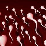 男性の精子の数、欧米で40年の間に半減　対策は