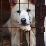 韓国・平昌の犬肉レストラン、五輪開催中のメニュー提供自粛を拒否
