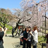 「日本で花見」の中国人が激増、旅行サイトの予約は前年比6割増に