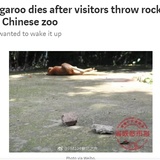 「起きろ！」寝ていたカンガルー、見学者の投石により死亡　中国の動物園で