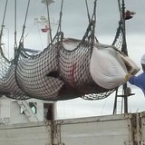 「日本が妊娠クジラ122頭殺した」　保護団体などが非難