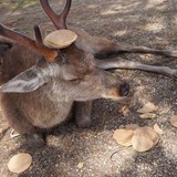 【話題】ついに奈良公園の鹿が鹿せんべいに飽きた…鹿せんべいを完全にスルー