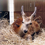 捕獲シカは殺処分するしかない？　「飼いたい」問い合わせ100件もペット不可