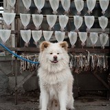 人気の秋田犬「わさお」が8日に死ぬ 死因は多臓器不全