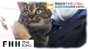 可愛い猫が集まってくるスレ(=ﾟωﾟ)ﾉ：コメント76