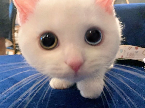 可愛い猫が集まってくるスレ(=ﾟωﾟ)ﾉ：コメント85