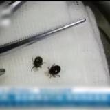 中国で「新型ブニヤウイルス」7人死亡…60人が感染