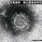 「ファクターX」は日本人6割が持つ白血球型か…コロナ感染細胞の排除に関係