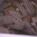 不明だった巨大ヘビ 飼育されていたアパート屋根裏で発見 横浜