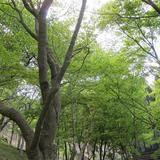 「墓離れ」で樹木葬に注目集まる 大阪北部の霊園で森林を整備