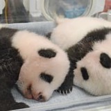 双子パンダ名前公募に19万件 上野動物園、10月にも命名