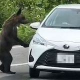 クマが乗用車に近づき車体揺する　羅臼の知床横断道