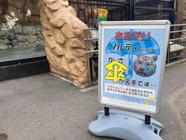 「傘が苦手です」注意あるのに日傘差し...ホワイトタイガー吠え出す　東武動物公園でマナー違反指摘：コメント5