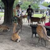 奈良公園の鹿〝虐待動画〟拡散の裏で「日本人説」が浮上