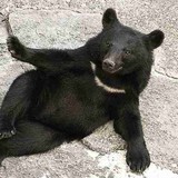 橋下徹氏　クマ被害相次ぐ秋田県への自衛隊派遣に反対