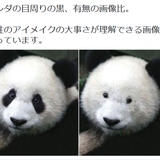 パンダ不在、長期化の恐れ　中国の対日「外交カード」に