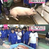 小学校で飼ったブタ「食肉センターに送るか」児童が涙の議論
