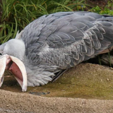 ヤマトとアマゾンはオートロック解錠可能に　「置き配」新システム